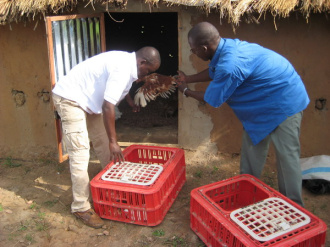03 Les Poules Sortent Des Caisses